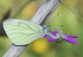 Attēlu rezultāti vaicājumam “Pieris napi male”