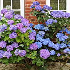 Attēlu rezultāti vaicājumam “Hydrangea”
