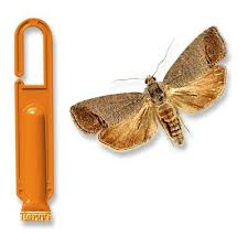 Attēlu rezultāti vaicājumam “Cydia pomonella”