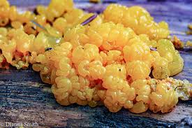 Attēlu rezultāti vaicājumam “Hemitrichia lutescens macro”