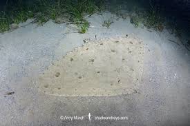 Image result for Gymnura altavela