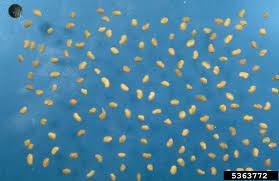 Attēlu rezultāti vaicājumam “Medicago sativa subsp. falcata bud”