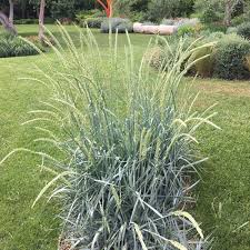 Attēlu rezultāti vaicājumam “Leymus arenarius”