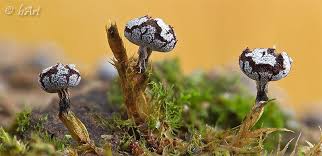 Attēlu rezultāti vaicājumam “Physarum leucophaeum”