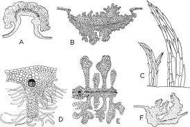 Attēlu rezultāti vaicājumam “Geocrypta galii”