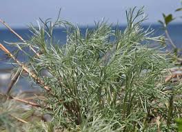 Image result for Artemisia caudata