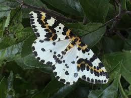 Attēlu rezultāti vaicājumam “Abraxas grossulariata”