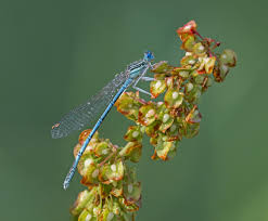 Attēlu rezultāti vaicājumam “Platycnemis pennipes”