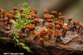 Attēlu rezultāti vaicājumam “Metatrichia floriformis spores”