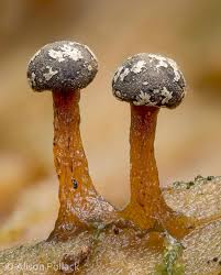 Attēlu rezultāti vaicājumam “Hemitrichia decipiens young”