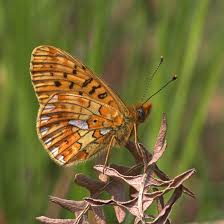 Attēlu rezultāti vaicājumam “Clossiana euphrosyne underside”