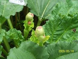 Attēlu rezultāti vaicājumam “Rheum rhabarbarum flower”
