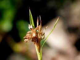 Attēlu rezultāti vaicājumam “Luzula multiflora”