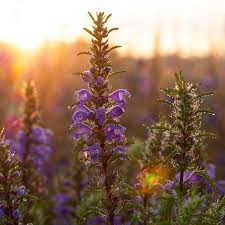 Image result for Dracocephalum moldavicum