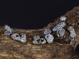 Attēlu rezultāti vaicājumam “Badhamia affinis var. microspora”