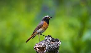 Attēlu rezultāti vaicājumam “Phoenicurus phoenicurus”