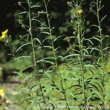 Attēlu rezultāti vaicājumam “Hieracium umbellatum flower”