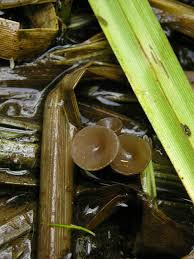 Attēlu rezultāti vaicājumam “Myriosclerotinia scirpicola”