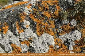 Attēlu rezultāti vaicājumam “Xanthoriicola physciae”