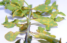 Attēlu rezultāti vaicājumam “Uromyces dactylidis”