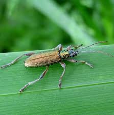 Attēlu rezultāti vaicājumam “Donacia clavipes”