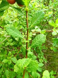 Attēlu rezultāti vaicājumam “Salix aurita”