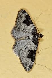 Attēlu rezultāti vaicājumam “Xanthorhoe fluctuata”