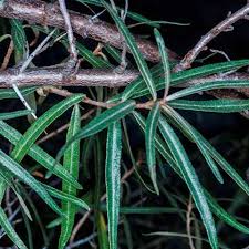 Attēlu rezultāti vaicājumam “Hippophae rhamnoides leaf”