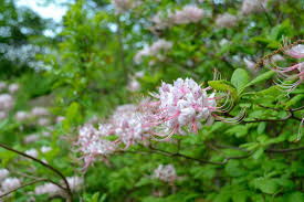 Attēlu rezultāti vaicājumam “Rhododendron periclymenoides flower”