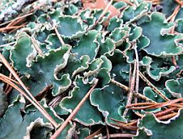 Attēlu rezultāti vaicājumam “Peltigera extenuata”