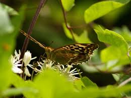 Attēlu rezultāti vaicājumam “Argynnis paphia larva”