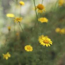 Image result for Färberkamille