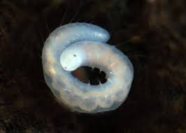 Attēlu rezultāti vaicājumam “Amaurochaete sp.”