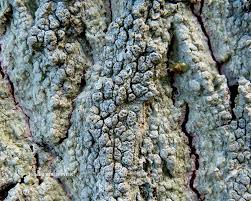 Attēlu rezultāti vaicājumam “Pertusaria pertusa”