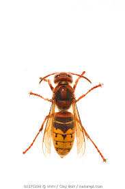 Attēlu rezultāti vaicājumam “Vespa crabro”