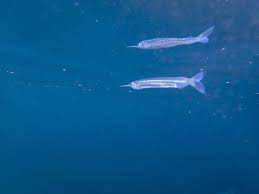 Attēlu rezultāti vaicājumam “Belone belone”