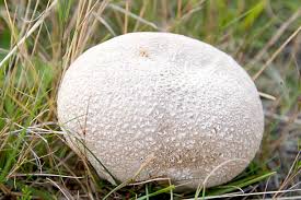 Attēlu rezultāti vaicājumam “Calvatia utriformis”