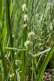 Attēlu rezultāti vaicājumam “Sparganium minimum fruit”