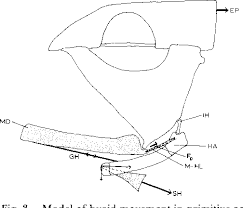 Attēlu rezultāti vaicājumam “Laccognathus panderi”