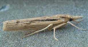 Attēlu rezultāti vaicājumam “Pediasia fascelinella”