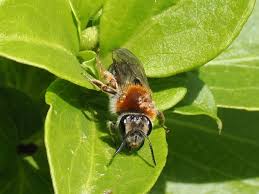 Attēlu rezultāti vaicājumam “Andrena haemorrhoa female”