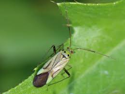 Attēlu rezultāti vaicājumam “Adelphocoris quadripunctatus”