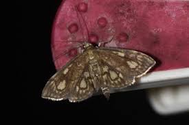 Attēlu rezultāti vaicājumam “Anania stachydalis”