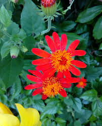 Attēlu rezultāti vaicājumam “Rubus saxatilis flower”