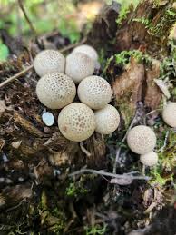 Attēlu rezultāti vaicājumam “Lycoperdon pyriforme young”