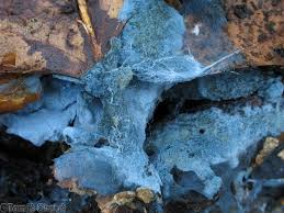 Attēlu rezultāti vaicājumam “Byssocorticium atrovirens”