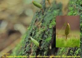 Attēlu rezultāti vaicājumam “Campylium stellatum sporophyte”