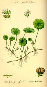 Attēlu rezultāti vaicājumam “Hydrocotyle vulgaris flower”