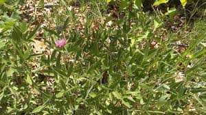 Attēlu rezultāti vaicājumam “Trifolium alpestre leaf”