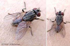 Attēlu rezultāti vaicājumam “Musca domestica”